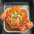 Echeveria Agavoides 'Morgain' 5" Succulent Plant Cutting