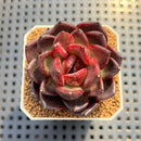 Echeveria sp. 2" Succulent Plant Cutting
