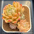 Echeveria 'Goose Jelly' 3" Succulent Plant Cutting