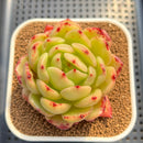 Echeveria 'Monroe Chanel' 3" Succulent Plant Cutting
