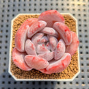 Echeveria sp. 2" Succulent Plant Cutting