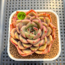 Echeveria 'Weaver' 2"-3" Succulent Plant Cutting