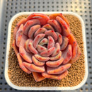 Echeveria 'Weaver' 2"-3" Succulent Plant Cutting