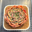 Echeveria 'Weaver' 2"-3" Succulent Plant Cutting