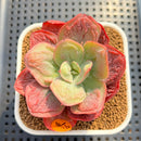 Echeveria 'Baron Bold' 2"-3" Succulent Plant Cutting