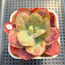 Echeveria 'Baron Bold' 2"-3" Succulent Plant Cutting