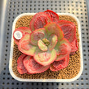 Echeveria 'Baron Bold' 2"-3" Succulent Plant Cutting
