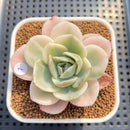 Echeveria 'Domingo' Variegated 2" Succulent Plant Cutting
