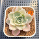 Echeveria 'Domingo' Variegated 2" Succulent Plant Cutting