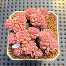 Sedum 'Pink Diora' 1"-2" Succulent Plant Cutting