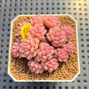 Sedum 'Pink Diora' 1"-2" Succulent Plant Cutting