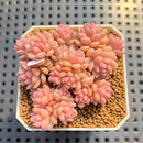 Sedum 'Pink Diora' 1"-2" Succulent Plant Cutting