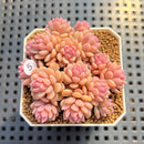Sedum 'Pink Diora' 1"-2" Succulent Plant Cutting