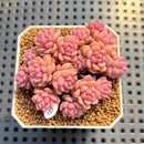 Sedum 'Pink Diora' 1"-2" Succulent Plant Cutting