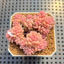 Sedum 'Pink Diora' 1"-2" Succulent Plant Cutting