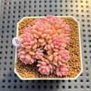 Sedum 'Pink Diora' 1"-2" Succulent Plant Cutting