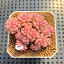 Sedum 'Pink Diora' 1"-2" Succulent Plant Cutting