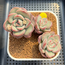 Echeveria 'Adella' 2"-3" Succulent Plant Cutting