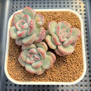 Echeveria 'Adella' 2"-3" Succulent Plant Cutting