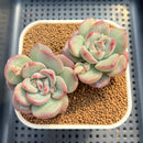 Echeveria 'Adella' 2"-3" Succulent Plant Cutting
