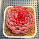 Echeveria 'Cherry Blossom' 3" Succulent Plant Cutting
