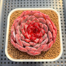 Echeveria 'Cherry Blossom' 3" Succulent Plant Cutting