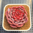Echeveria 'Cherry Blossom' 3" Succulent Plant Cutting