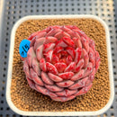 Echeveria 'Cherry Blossom' 3" Succulent Plant Cutting