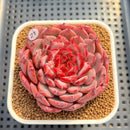 Echeveria 'Cherry Blossom' 3" Succulent Plant Cutting