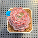 Echeveria 'Pinkish Bear' 1"-2" Succulent Plant Cutting