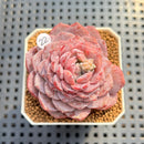Echeveria 'Pinkish Bear' 2" Succulent Plant Cutting