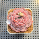 Echeveria 'Pinkish Bear' 2" Succulent Plant Cutting
