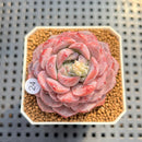 Echeveria 'Pinkish Bear' 2" Succulent Plant Cutting