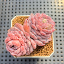 Echeveria 'Pinkish Bear' 2" Succulent Plant Cutting