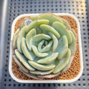 Echeveria 'Snow Shower' 3" Succulent Plant Cutting
