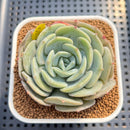 Echeveria 'Snow Shower' 3" Succulent Plant Cutting