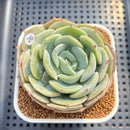Echeveria 'Snow Shower' 3" Succulent Plant Cutting