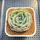 Echeveria 'Snow Shower' 3" Succulent Plant Cutting