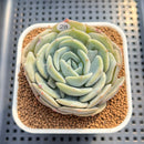 Echeveria 'Snow Shower' 3" Succulent Plant Cutting