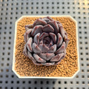 Echeveria 'Black Zaragoza' 2" Succulent Plant Cutting