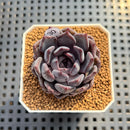Echeveria 'Black Zaragoza' 2" Succulent Plant Cutting