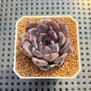 Echeveria 'Black Zaragoza' 2" Succulent Plant Cutting