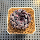 Echeveria 'Black Zaragoza' 2" Succulent Plant Cutting