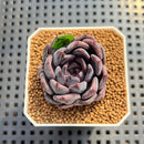 Echeveria 'Black Zaragoza' 2" Succulent Plant Cutting