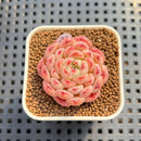 Echeveria 'Meteor' 1"-2" Succulent Plant Cutting