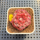 Echeveria 'Meteor' 1"-2" Succulent Plant Cutting