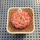 Echeveria 'Meteor' 1"-2" Succulent Plant Cutting