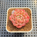 Echeveria 'Meteor' 1"-2" Succulent Plant Cutting