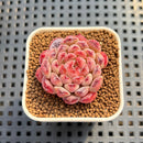 Echeveria 'Meteor' 1"-2" Succulent Plant Cutting
