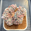 Echeveria 'Flink' Crested 2" Succulent Plant Cutting